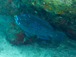 Midnight Parrotfish IMG 3099